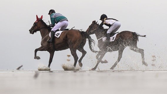 Mehrere Pferde galoppieren mit Jockey beim Duhner Wattrennen. © dpa Foto: Mohssen Assanimoghaddam