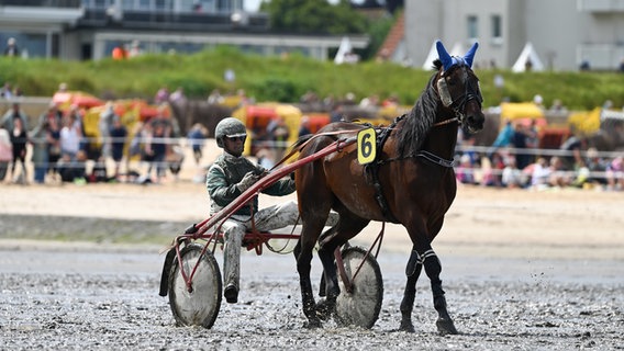 Ein Fahrer in einem Sulky begibt sich zum Start des Trabrennens vor dem Strand von Duhnen. © dpa Foto: Lars Penning