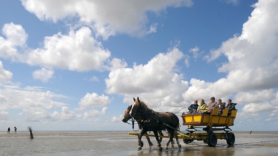 Ein Pferdekutsche fährt durch das Wattenmeer bei Niedrigwasser. © dpa-Bildfunk Foto: Ingo Wagner