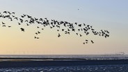 Ein Vogelschwarm fliegt über dem nordfriesischen Wattenmeer. © picture alliance/Michael Narten Foto: Michael Narten