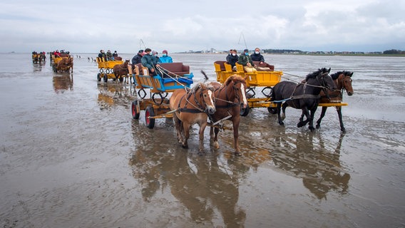 Pferdekutschen fahren durch das Watt bei Cuxhaven. © dpa-Bildfunk Foto: Sina Schuldt