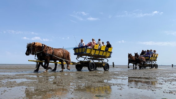 Zwei gelbe Wattwagen werden von Pferden durchs Watt gezogen. © NDR Foto: Christian Läßig
