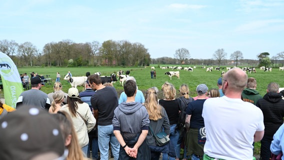 Die Kühe des Milchviehbetriebes Wemke laufen zum ersten Mal in diesem Jahr auf ihre Weide. Hunderte Besucher begleiten das Schauspiel. © Lars Klemmer/dpa Foto: Lars Klemmer