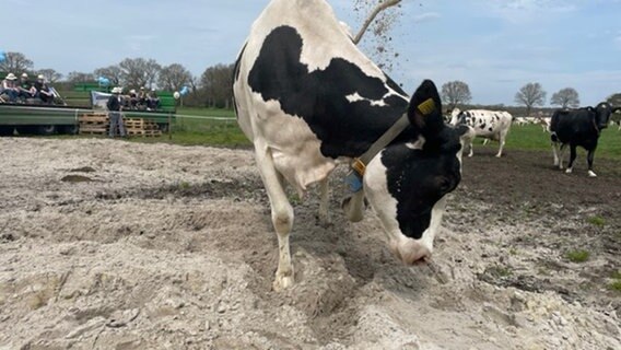 Die Kühe des Milchviehbetriebes Wemke laufen zum ersten Mal in diesem Jahr auf ihre Weide. Hunderte Besucher begleiten das Schauspiel. © NDR Foto: Anna Koerber