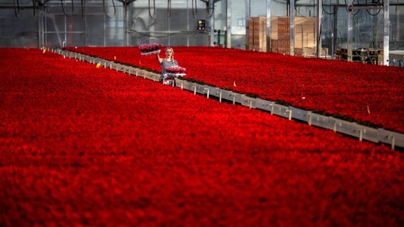 Rote Weihnachtssterne wachsen im Gewächshaus eines Gartenbaubetriebes in Weener. © dpa-Bildfunk Foto: Sina Schuldt