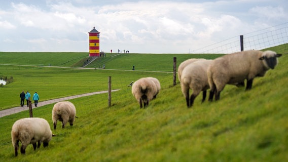 Schafe grasen auf dem Deich vor dem Pilsumer Leuchtturm. © dpa Foto: Sina Schuldt