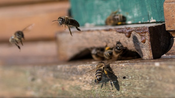 Bienen fliegen aus einem Bienenstock. © NDR Foto: Boris Weigl