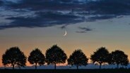 Über den Bäumen einer Allee ist am Abendhimmel die Mondsichel zu sehen. © NDR Foto: Wolfram Guder