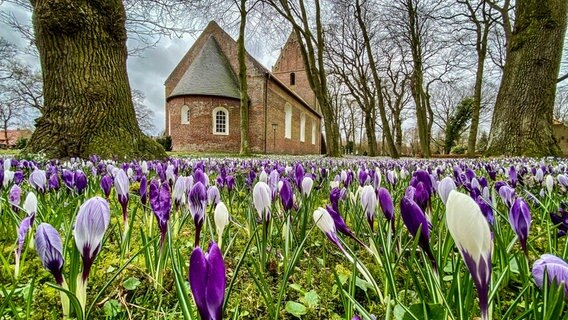 Diese Krokusse blühen in Backemoor an der Kirche. © NDR Foto: Gerrit Denekas