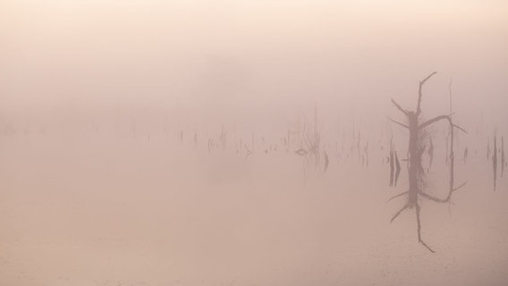 Dichter Nebel liegt über dem Goldenstedter Moor. © NDR Foto: Birgit Meyer