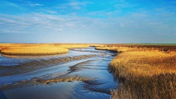 Herbstlicher Schilfgürtelgestern bei Ebbe im Dollart (Wattenmeer) im ostfriesischen Rheiderland. © NDR Foto: Gerrit Denekas