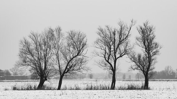 Vier Bäume in Schnee bedeckter Landschaft in Butjadingen im Landkreis Wesermarsch. © NDR Foto: Saskia Otten