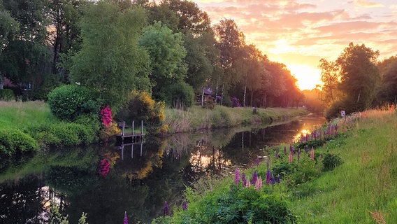 Sonnenaufgang an einem Kanal mit blühenden Pflanzen. © NDR Foto: Marion Holtz