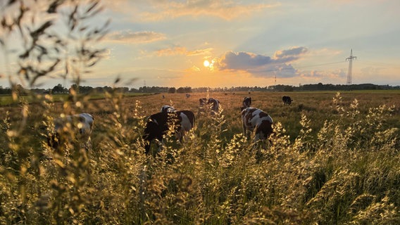Kühe stehen vor der Abendsonne auf einer Weide im Folmhuser Hammrich. © NDR Foto: Elske Maßmann