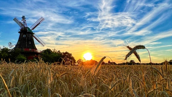 EIn Blick auf ein Feld, hinter dem eine Mühle steht. © NDR Foto: Petra Quade