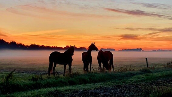 Pferde stehen auf einer Weide. © NDR Foto: Barbara Gehring