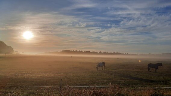 Die Sonne geht über einer Pferdeweide in Uplengen auf. © NDR Foto: Ingrid Groothoff