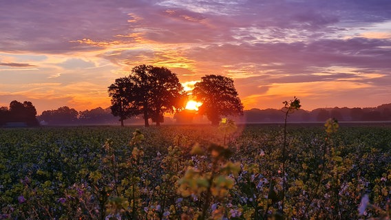 Sonnenaufgang an einem Feld in Langförden © NDR Foto: Diana Stein