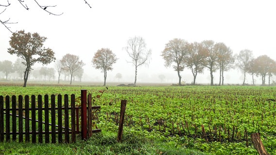 Landschaft in Wiefelstede in morgentlichen Nebel getaucht © NDR Foto: Anke Meinardus