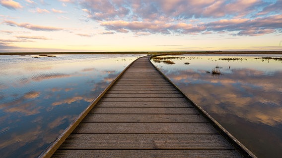 Ein Holzsteg auf dem Naturerlebnispfad Langwarder Groden in Butjadingen. © NDR Foto: Lorenz Wodzinski