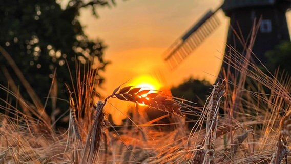 Ein Ähre wurde im Gegenlicht der untergehenden Sonne fotografiert. © NDR Foto: Petra Quade