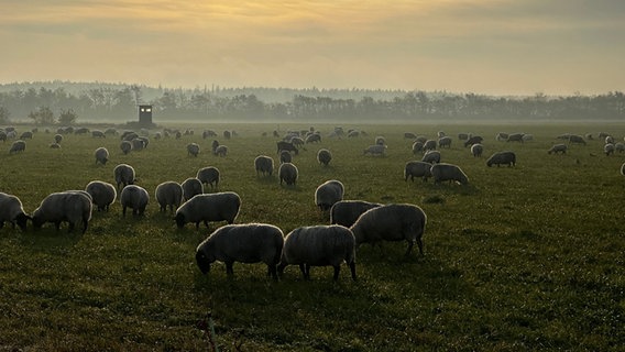 Schafe stehen auf einem Deich. © NDR Foto: Doris Kruse