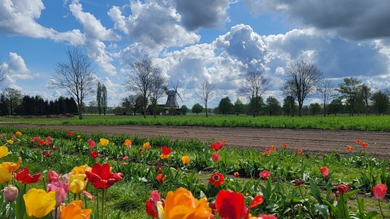 Tulpen stehen vor eine Windmühle. © NDR Foto: Christine Fuhr