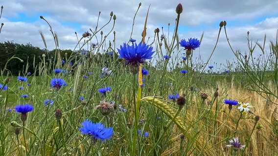 Kornblumen stehen auf einer Wiese in Sulingen. © NDR Foto: Petra Quade