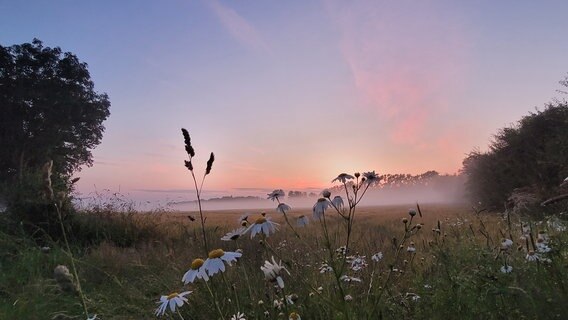 Sonnenuntergang mit Nebel nach dem Sommerregen in der Bierdener Marsch © NDR Foto: Christopher Rudolph