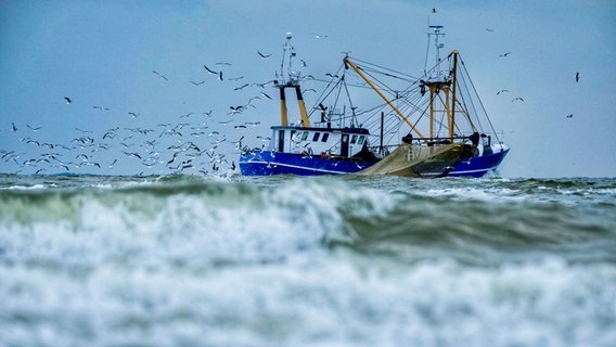 Möwen fliegen um einen Fischkutter © NDR Foto: Petra Quade