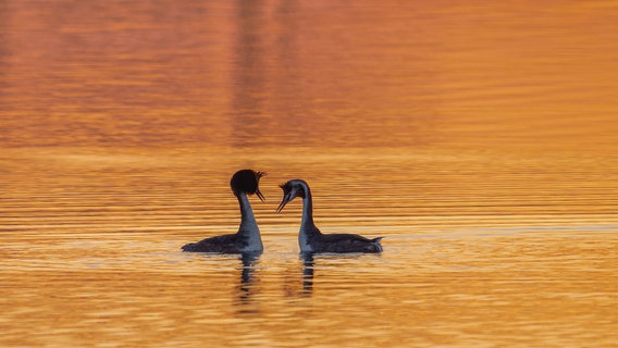 Ein Haubentaucher-Pärchen im Sonnenaufgang bei der Balz in der Wesermarsch bei Lemwerder. © NDR Foto: Cordula Kramer