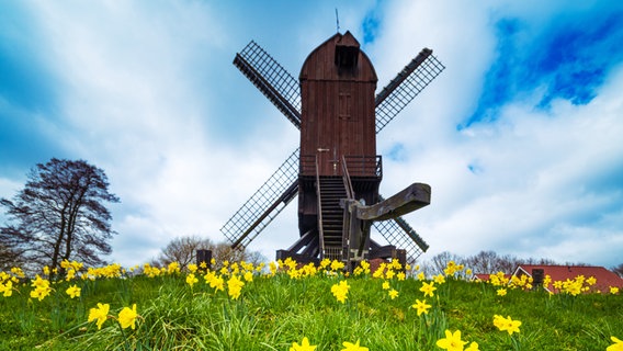 Eine Windmühle steht in Papenburg zwischen blühenden Narzissen. © NDR Foto: Lorenz Wodzinski