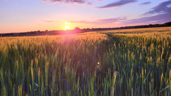 Die Sonne geht am Horizont auf und beleuchtet weite Getreidefelder. © NDR Foto: Rene Pehla