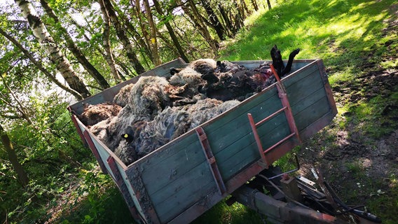 Auf einem Anhänger liegen tote Schafe.  Foto: Kai Mithöfer