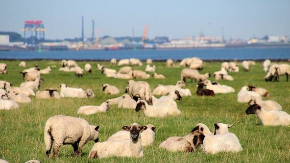 Mehrere Schafe liegen auf einem Deich bei Cuxhaven. © NDR Foto: Oliver Gressieker