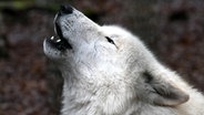 Ein Kanadischer Wolf heult im Wolfcenter in Dörverden. © dpa - Bildfunk Foto: Carmen Jaspersen/dpa
