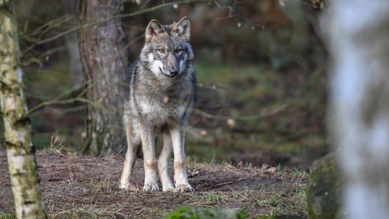 Ein Wolf steht im Wald. © dpa/picture alliance Foto: Patrick Pleul