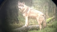 Wolf im Wildpark. © dpa Bildfunk Foto: Carsten Rehder