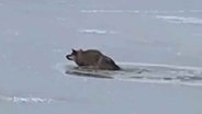 Ein vermeintlicher Wolf ist im Eis eingebrochen. © tv7news 