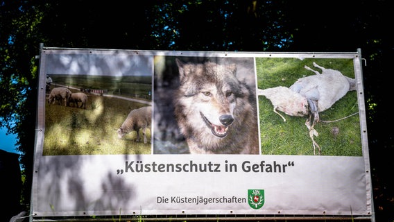 «Küstenschutz in Gefahr» steht auf einem Plakat, das einen Wolf und ein gerissenes Schaf zeigt. © Sina Schuldt/dpa Foto: Sina Schuldt