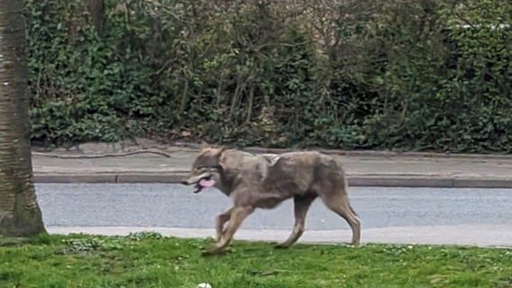 Ein Wolf spaziert durch Varel (Landkreis Friesland). Ein Wolf spaziert durch Varel (Landkreis Friesland). © Andreas Kaltenbach Foto: Andreas Kaltenbach