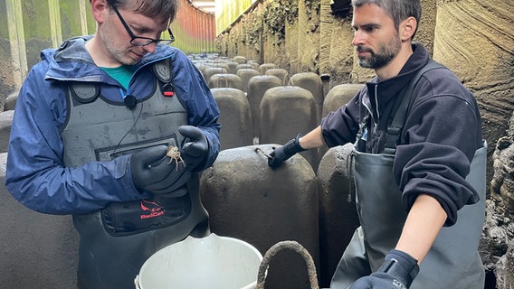 Die Umweltwissenschaftler Björn Suckow (rechts) und Oliver Hauck (links) vom Alfred-Wegener-Institut sammeln an einer Fischtreppe im Weserwehr Wollhandkrabben. © NDR Foto: Catherine Grim