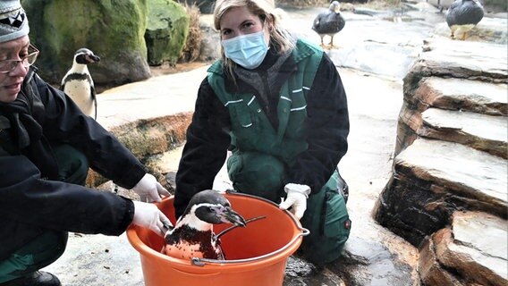 Tierpfleger wiegen einen Pinguin im Zoo am Meer in Bremerhaven. © Zoo am Meer Bremerhaven 
