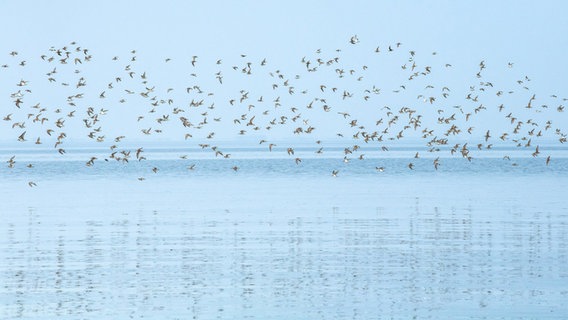 Zugvögel fliegen über dem Wattenmeer. © dpa-Bildfunk Foto: Sina Schuldt