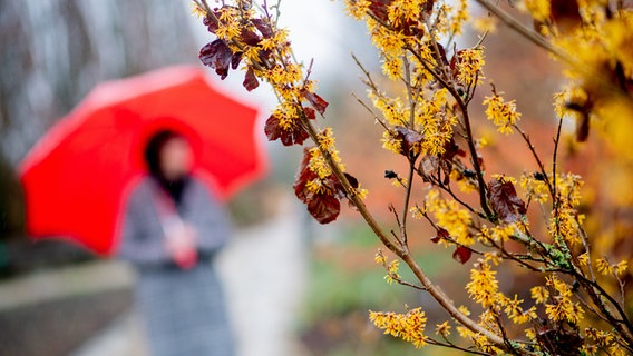 Eine blühende Zaubernuss wächst bei regnerischem Wetter im Park der Gärten. © dpa-Bildfunk Foto: Hauke-Christian Dittrich
