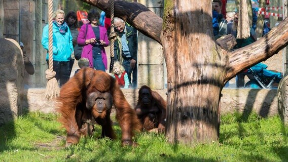 Menschen beobachten einen Menschenaffen im neuen Affenhaus des Zoos Osnabrück.  