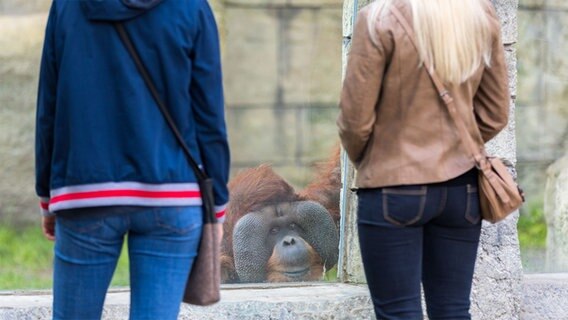 Ein Menschenaffe beobachtet Menschen im neuen Affenhaus des Zoos Osnabrück.  