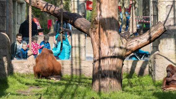 Ein Orang-Utan beobachtet eine Gruppe Menschen im Affenhaus des Zoos Osnabrück. © picture-alliance Foto: Mohssen Assanimoghaddam