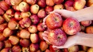 Hände halten drei Äpfel über einen Haufen weiterer Äpfel. © fotolia Foto: Ferrante Pietro