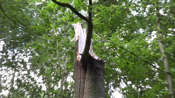 Einem Baum in einem Wald ist die Baumkrone abgebrochen.  